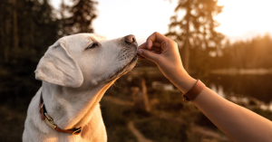 Organic Pets Treats - Logo