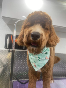 Mobile Pet Grooming Boca Raton - Logo