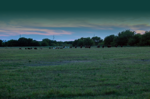 Wild Horns Ranch - Logo