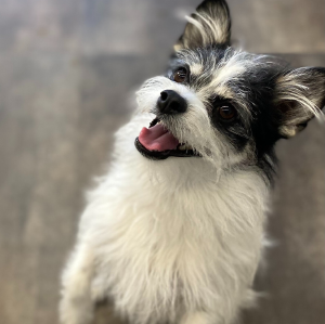 Pups groom. train. love. (formerly Dirty Paws) - Logo