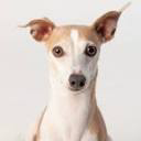 All About Training Dogs - Logo
