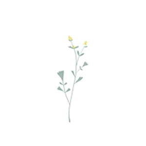 Sagebrush Doula Services - Logo