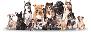 Top Dogs Pet Grooming - Logo