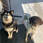 Pawworker Canine Services
