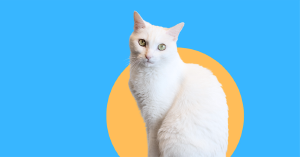 Belmont Shore Veterinary Hospital