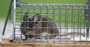 The Wildlife Control Company Inc