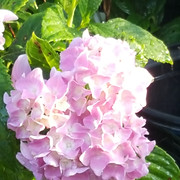 Matthews Landscape & Maintenance