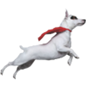 Colorado Canine Orthopedics & Rehab
