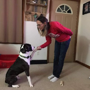 Angel Dog Training - Logo