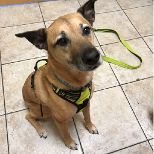 Cloud 9 ® Pet Sitting, LLC