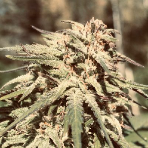 Vermont CBD Flower - Logo