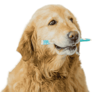 Willow Glen Pet Hospital - Logo