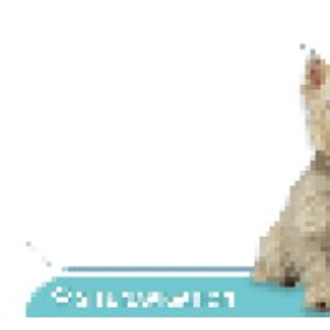 Baywood Animal Hospital
