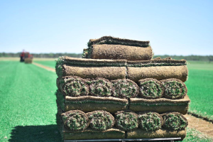 RiverView Turf Farm