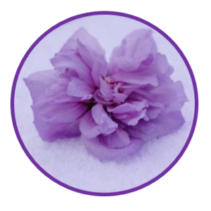 Verde Valley Wellness, LLC - Logo