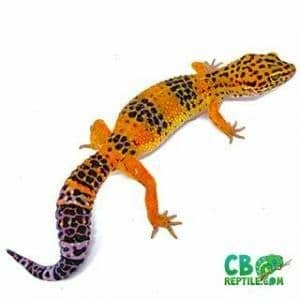 Captive bred reptiles by cbreptile.com - Logo