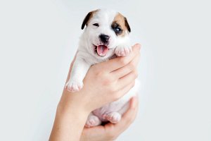 Puppies Galore & More