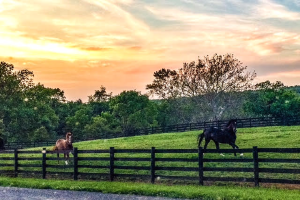 Black Horse Stables