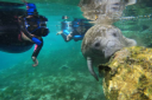Crystal River Manatee Adventures