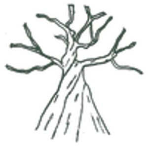 Twisty Maple - Logo