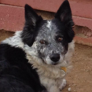 SoCal Herding