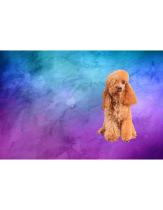 Ruff To Fluff Pet Salon - Logo