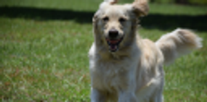 FDF Canine Services