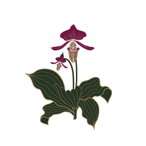 Lady Slipper - Logo