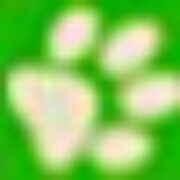 Four Paws At Four Points - Logo