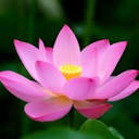 Quantum Energy Healing Therapy - Logo